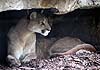 Cougar in a cave