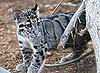 Clouded leopard cub