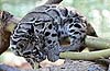 Clouded leopard cub