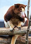 Matschie's Tree Kangaroo