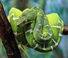 Emerald tree boa