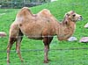 Bactrian camel