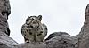 Snow leopard