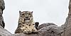 Snow leopard