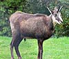 Chamois