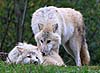 Arctic wolves