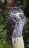 Great horned owl