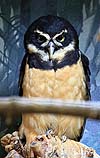 Spectacled owl