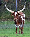 Ankole-Watusi