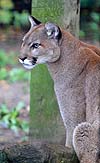 Cougar