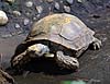 Asian brown tortoise