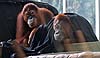 Bornean orangutans