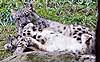 Snow leopard kittens play-fighting