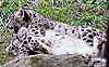 Snow leopard kittens play-fighting