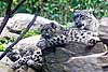 Snow leopard mother with her two kittens