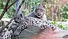 Snow leopard mother with her two kittens