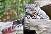 Snow leopard on a rock