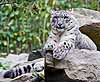 Snow leopard on a rock