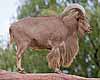 A Mouflon on a rock