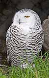 Snowy owl