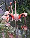 Some of the inhabitants of the flamingo exhibit
