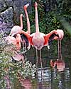 Some of the inhabitants of the flamingo exhibit