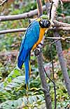 A scarlet macaw