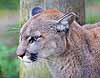 Cougar