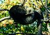 This ball of fur was perched in a tree in the raccoon enclosure.