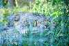 The snow leopard is my favourite of the big cats.  This is a really cute pose; unfortunately, the cage ruins the picture.