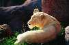 This white lioness is Simba's mother.