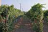 The vineyards at Leonardi's balsamic vinegar plant, Magreta, Italy