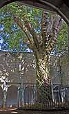 The courtyard of Muckross Abbey in Killarney National Park