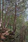 A tree growing on the edge of a cliff