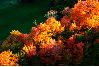 Fall colours as seen from my balcony.