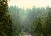 A view from the Capilano Suspension Bridge in North Vancouver, British Columbia, Canada, on a misty day