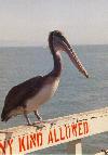 A pelican on the Municipal Wharf in Santa Cruz, California, U.S.A.