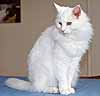 Prince sitting on the dining room table