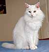 Prince sitting on the dining room table