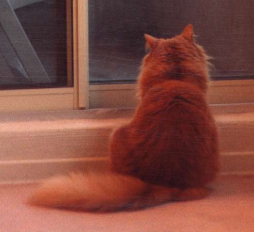 I'm waiting for my mommy to come home. 
Just don't ask why I'm looking out onto the balcony.