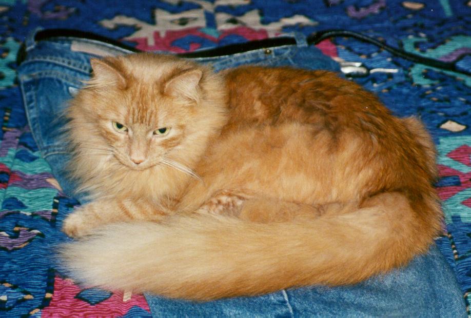 I'm not a lap cat, but I sure like lying on Steve's jeans