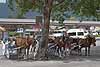 Horse-drawn carriages waiting for fares at the train station